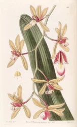 Cymbidium aloifolium